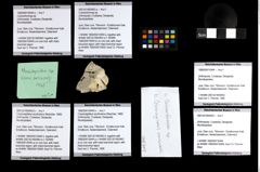 Foto (Objekt + Etiketten) von Cracensigillatus acutirostrus (Moericke, 1889) 